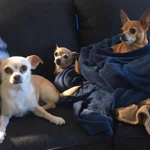 Meet your Posher, Starman